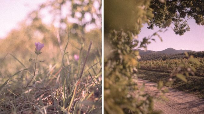 Vingården Santa Lucia som fortsatt tillhör familjen Ricasoli. 