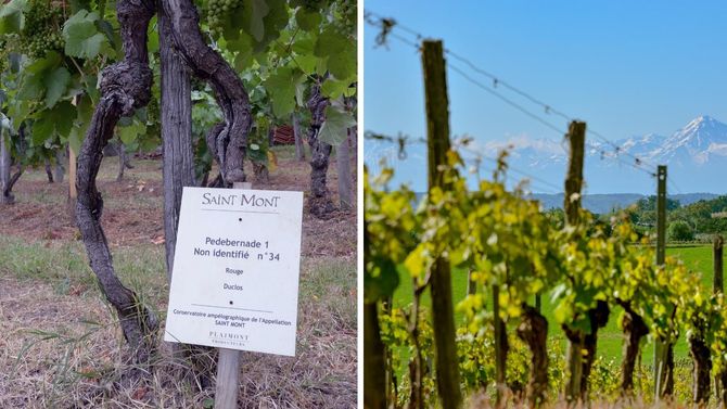 Vingårdarna i sydvästra Frankrike