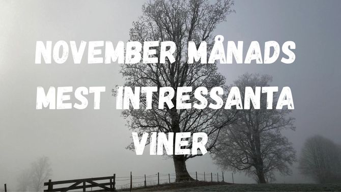 November månads mest intressanta viner