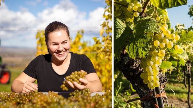 Diana Müller är en viktig del i att sprida familjens viner runtom i världen.