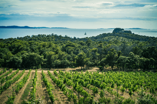 Vad vet du om VIN DE PROVENCE rosé