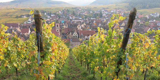 Res till Alsace – tips till vinresa