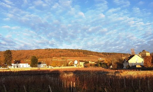 Bourgogne Gevrey-Chambertin årgång 2016