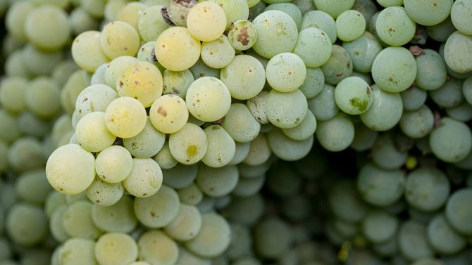 Verdejo, Spaniens svar på sauvignon blanc