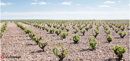 Vinregion Toro i Spanien