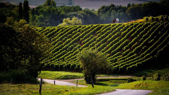 Varför pratar alla om vin från Jura?