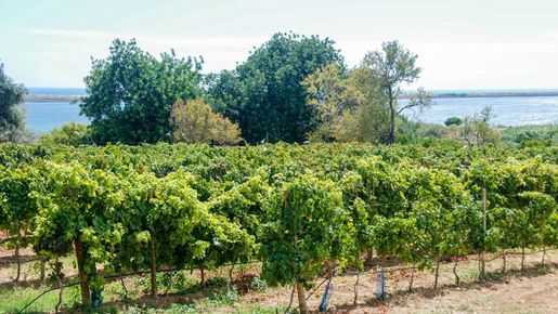 Algarve – solparadiset som börjat producera vin av hög klass