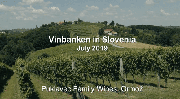 Puklavec Family Wines i Ormož, Slovenien