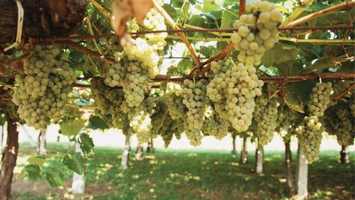 Albariño – Spaniens trendiga vita viner