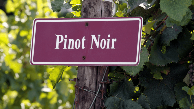 Tips på pinot noir från USA på Systembolaget