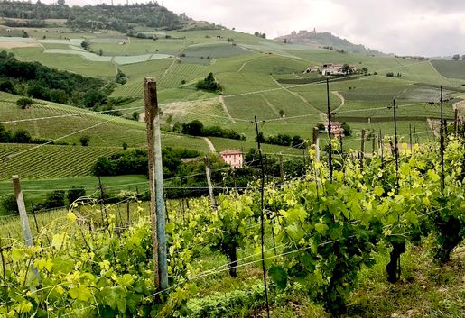 Barolo 2017 - snälla viner att dricka nu