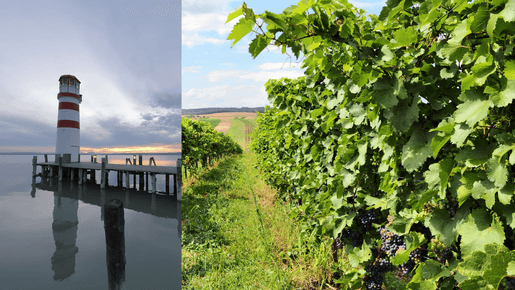 Burgenland – regionen med Österrikes främsta röda viner