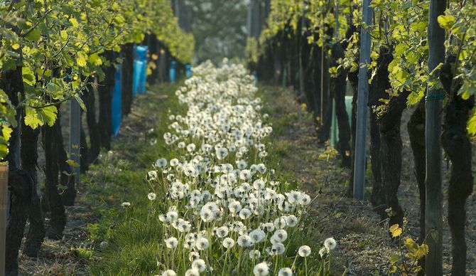 Gå på Bio-vin från Alsace är en form av eko