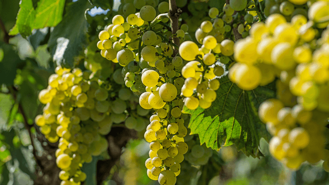 Bästa riesling på Systembolaget - topplista 2022