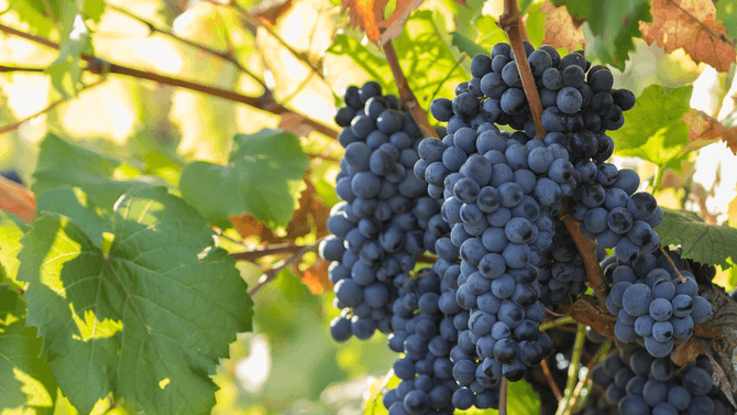Aglianico-druvor