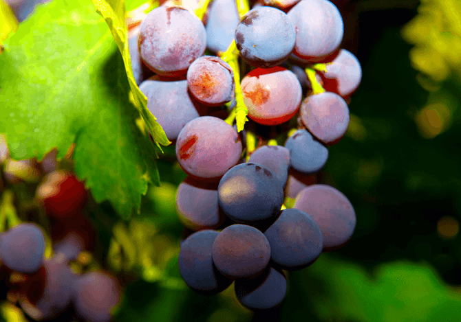 Barbera