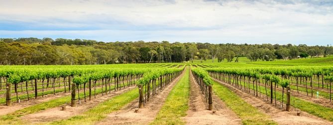 Barossa Valley