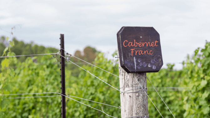 Cabernet Franc-druvor