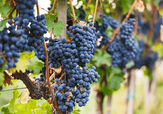 Cabernet Franc