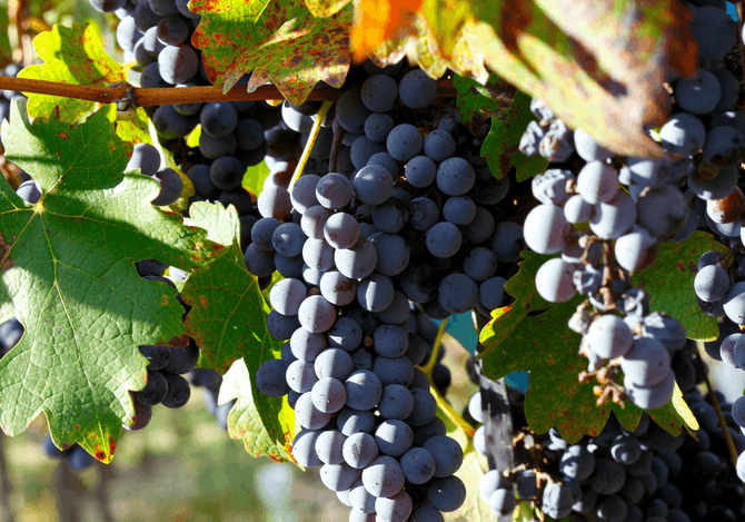 Cabernet Sauvignon