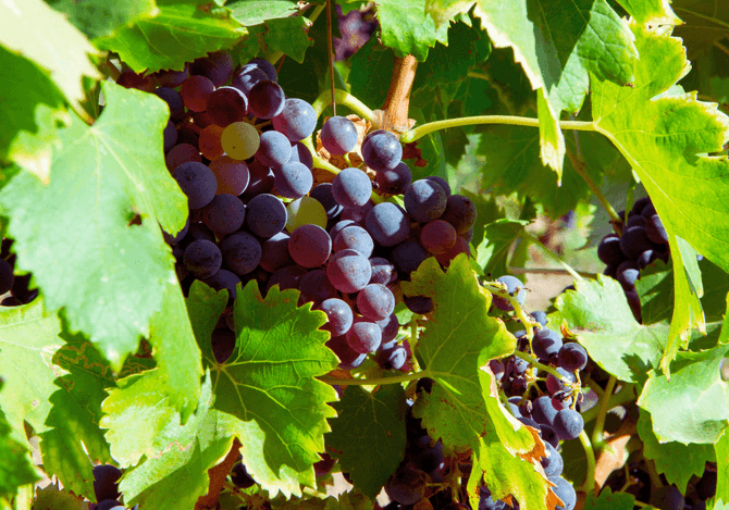 Carignan -druvor