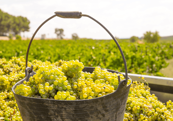 Chardonnay