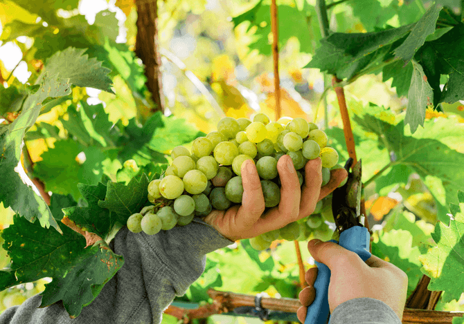 Chenin Blanc