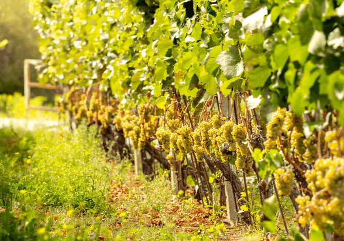 Cinsault-druvor