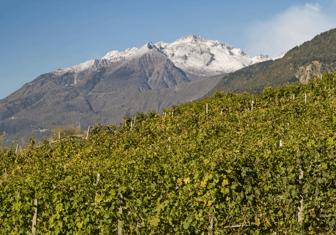 Grüner Veltliner