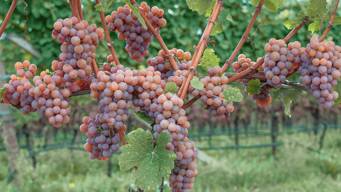 Gewürztraminer-druvor