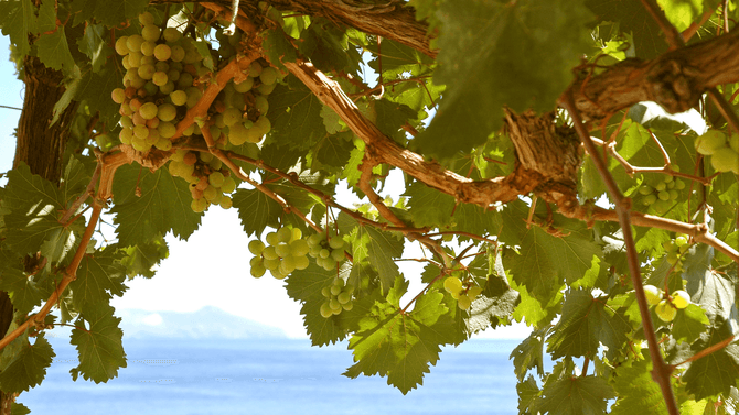 Malvasia -druvor