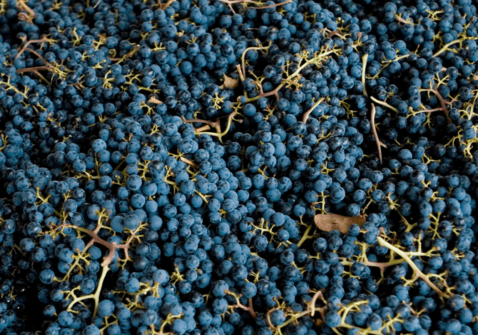Merlot