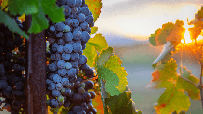 Nero d’Avola druvor