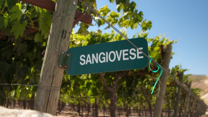 Druvan sangiovese är främst i fokus i deras viner.