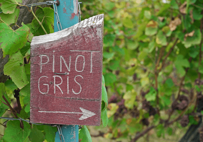 Pinot Grigio = Pinot Gris