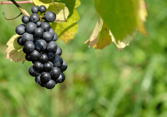 Pinot Noir