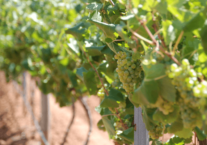 Sauvignon Blanc
