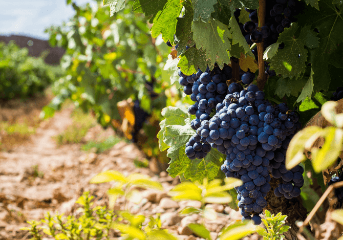 Tempranillo