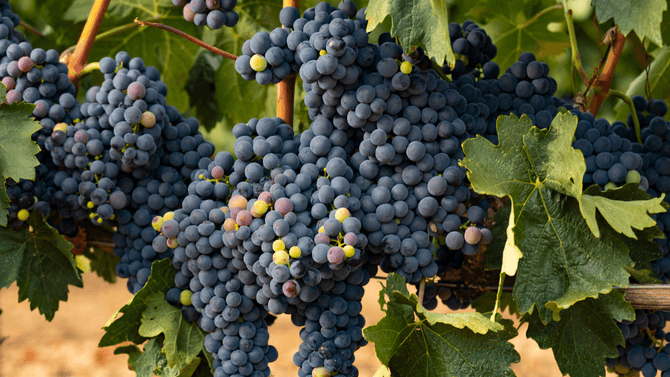Tempranillo-druvor