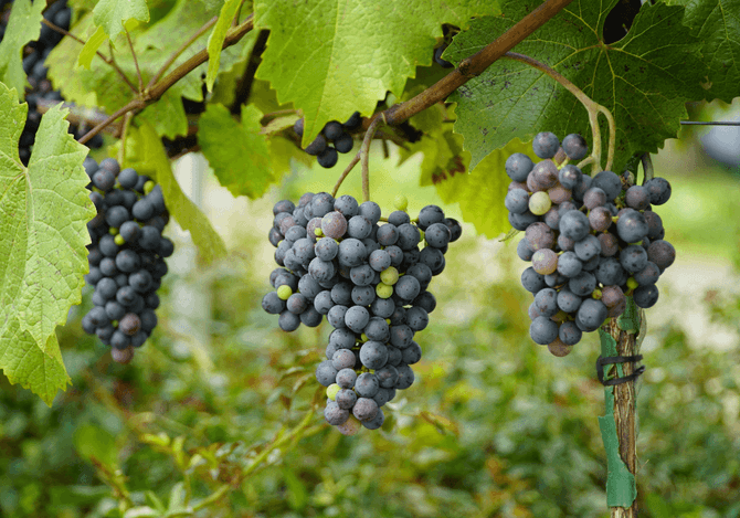 Touriga Nacional