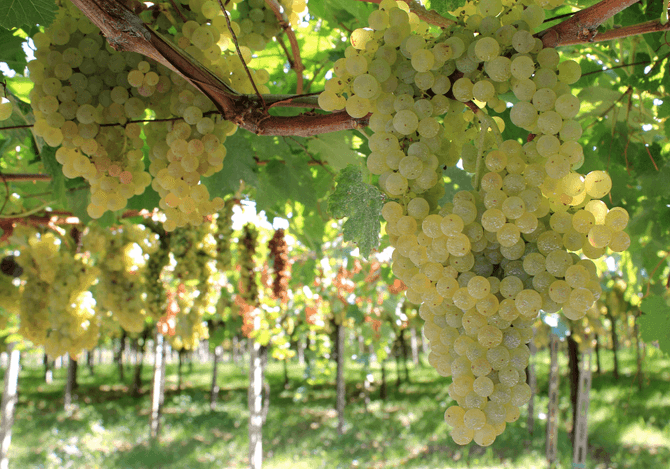 Cinsault-druvor