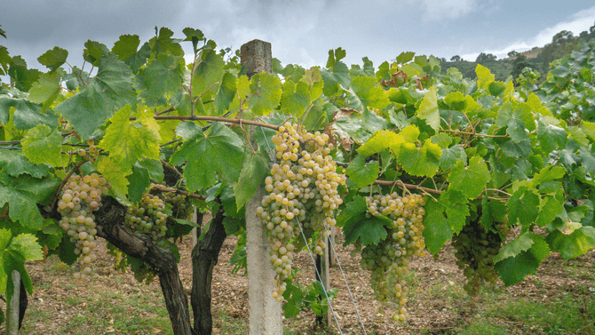 Vermentino-druvor
