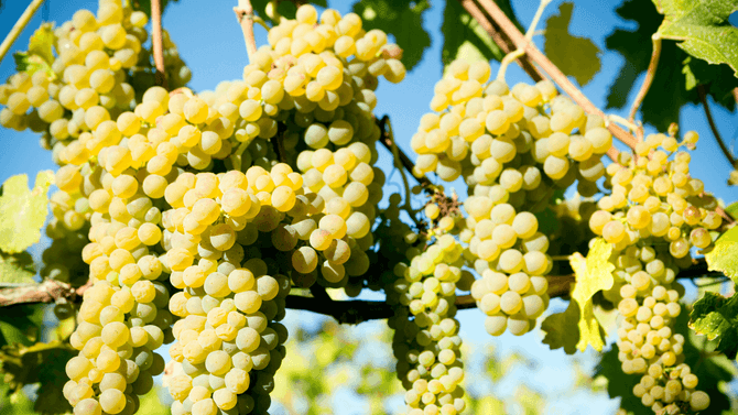 Viognier -druvor
