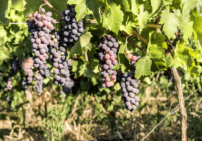 Zinfandel
