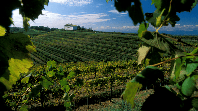 Vitt vin från Italien – druvan friulano går i bräschen