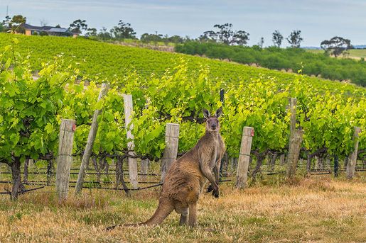 3 röda toppviner från Australien