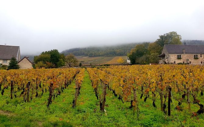 Årgång 2018 i Gevrey-Chambertin, Côte de Nuits