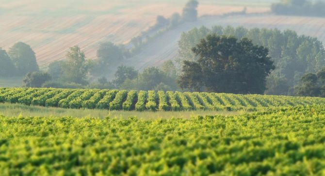 Förändringens tid i AOP Muscadet, Loire