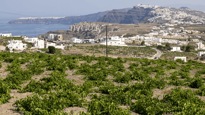 Assyrtiko -vinrankor