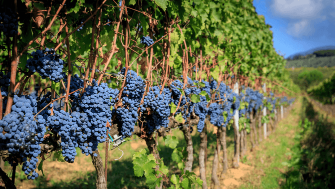 Barbera-druvor